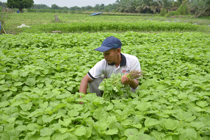 Hasil Panen Sayur 